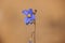 Blue Flax ( Heliophila coronopifolia) 12036