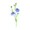 Blue Flax or Linseed Flowers with Five Petals as Cultivated Flowering Plant Specie Vector Illustration