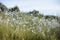 Blue Flax Linum Lewisii