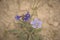 Blue Flax Linum lewisii Wildflower Detail