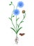 Blue flax plant with seeds on a white background.