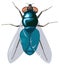 blue flies fly insect vector illustration transparent background