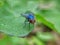 Blue flies on green leaves