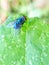 Blue flies on green leaves