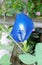 blue flowe