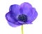 Blue flower of Anemone coronaria or Grecian windflower isolated on white