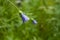 Blue flower bell with water drople.