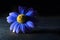 Blue flower on black background. flower backlit. macro flower night