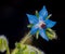 Blue flower Borago