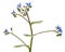 Blue flower of brunnera,  forget-me-not, myosotis, isolated on white background