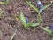 Blue flower buds of the hyacinth. Spring flowers. Gardening