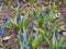 Blue flower buds of the hyacinth. Spring flowers. Gardening