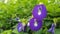 Blue flower or butterfly pea or Bunga Telang