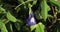 Blue flower. Butterfly pea closeup with green leaves.