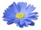 Blue flower calendula. the white isolated background with clipping path. Closeup. no shadows. light yellow center.