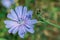 Blue flower chicory close-up