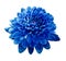 Blue flower chrysanthemum. Flower on white isolated background with clipping path. Closeup. no shadows.