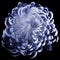 Blue flower chrysanthemum. Motley garden flower. black isolated background with clipping path no shadows. Closeup.