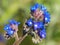 Blue flower of Common bugloss or Alkanet