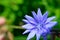 Blue flower Common chicory Cichorium intybus