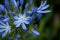 Blue flower in a corner on a blurry green background