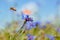 Blue flower of cornflower and bees in blurred blue summer sky, tender inflorescence on long stem, warm and cosy direct sunlight