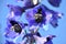 Blue flower Delphinium elatum Delphinium Blue Candle Larkspur