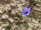 Blue flower Erodium (lat. - Erodium gruinum