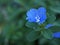 Blue flower Evolvulus glomeratus Evolvulus nuttallianus morning-glory Shaggy dwarf flowering plant with soft selective focus
