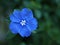 Blue flower Evolvulus glomeratus Evolvulus nuttallianus morning-glory Shaggy dwarf flowering plant with soft selective focus
