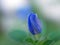 Blue flower Evolvulus glomeratus Evolvulus nuttallianus morning-glory Shaggy dwarf flowering plant with soft selective focus ,macr