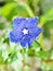 Blue flower Evolvulus glomeratus Evolvulus nuttallianus morning-glory Shaggy dwarf flowering plant with soft selective focus ,macr