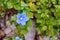 Blue flower Evolvulus glomeratus Evolvulus nuttallianus morning-glory Shaggy dwarf plant
