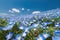 Blue flower field, Nemophila