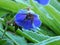 Blue flower and frost in the autumn garden