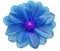 Blue flower garden, white isolated background with clipping path. Closeup.