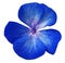 Blue flower geranium. white isolated background with clipping path. Closeup no shadows.