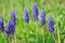 Blue flower, Grape Hyacinth, Muscari racemosum