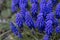 Blue flower, Grape Hyacinth in spring