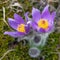 Blue flower of greater pasque flower or pasqueflower