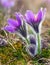 Blue flower of greater pasque flower or pasqueflower