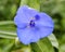 Blue flower (greek polemonium)