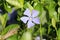 Blue flower and green foliage of dwarf periwinkle Vinca minor plant close-up