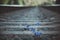 Blue flower grows on railway tracks