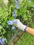 Blue flower in hand agriculturist.