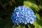 Blue flower hydrangea