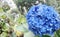 Blue flower hydrangea - Hydrangea macrophylla - HortÃªnsia flor azul