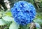 Blue flower hydrangea - Hydrangea macrophylla - HortÃªnsia flor azul