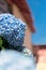 Blue flower hydrangea macrophylla against blue sky