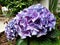 Blue flower Hydrangea or Ortensia